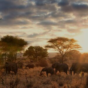 Tarangire Safaris with Karibu Kwetu