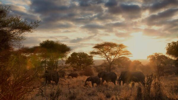 Tarangire Safaris with Karibu Kwetu