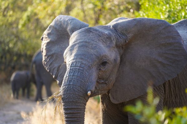 4 Days Mid-range Lodge Safari Tarangire, Ngorongoro Crater and Lake Manyara