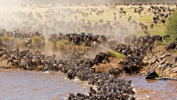 4 Days Safari Seeing wildebeest crossing Mara Rivers in Northern Serengeti