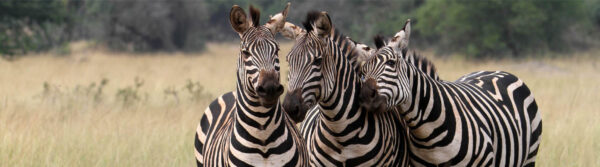 9 Days Wildebeest Migration Mid-range Lodge Safari