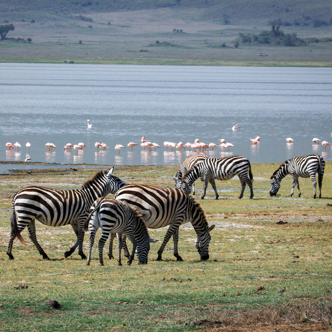 Lake Manyara Safaris with Karibu Kwetu