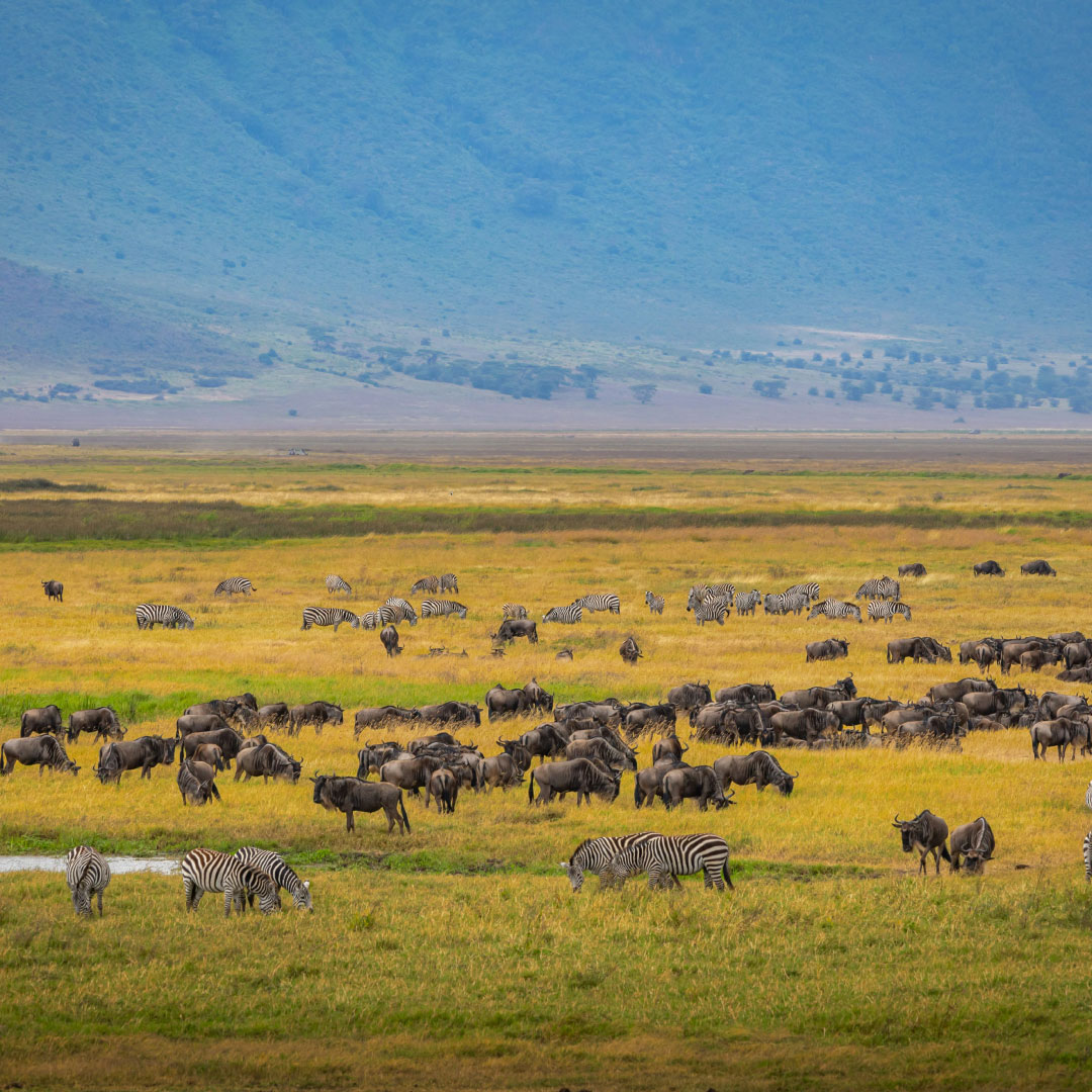 Ngorongoro Conservation Safaris with Karibu Kwetu